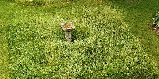 How to make and maintain mini-meadows