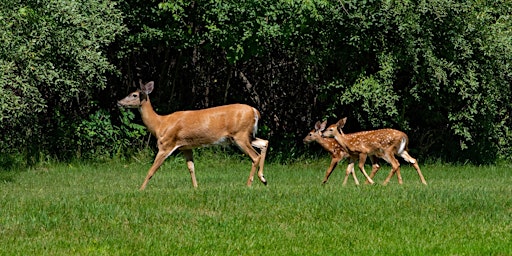 Gardening and Landscaping with Deer