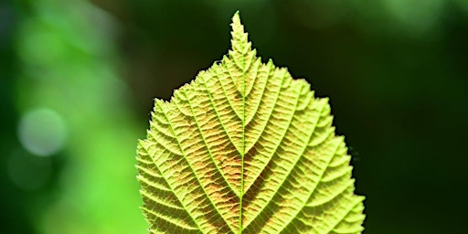 Wild Medicine Walk - Tree medicine and more primary image