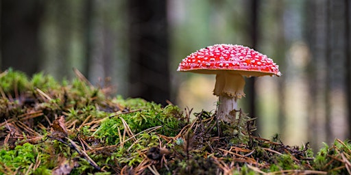 More Than Mushrooms; the Unsung Heroes of the Fungus Kingdom  primärbild