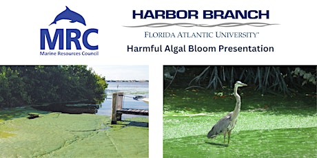 Hauptbild für Algal Blooms in Florida’s Coastal and Inland Waters.