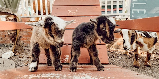Primaire afbeelding van Farm BINGO with Goats