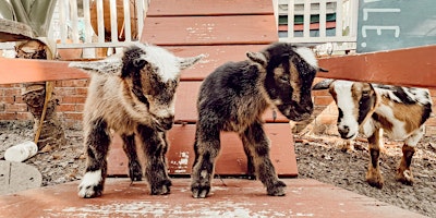 Imagem principal do evento Farm BINGO with Goats