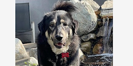 Delaney's Dog Rescue Dog Adoption Event