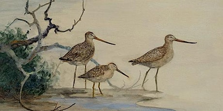 Shore Lines: New Paintings of California Coastal Birds by Floy Zittin primary image
