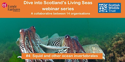Dive into Scotland's Living Seas #4: Squid and other ocean invertebrates primary image