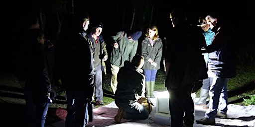 Hauptbild für Summer Moth Night 2024 at Ryton Pools Country Park