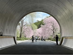Awe Inspiring Sakura Blossoms - Miho Museum, the Louvre of Japan 