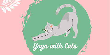 Cat Yoga primary image