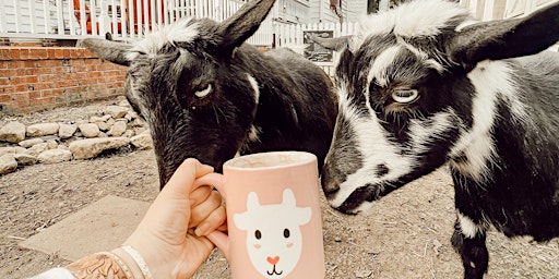 Paint Pottery with Goats