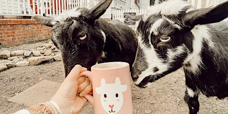 Paint Pottery with Baby Highland Calf & Goats