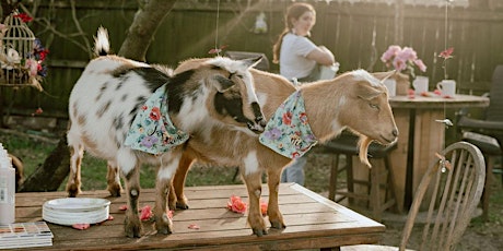 Paint Pottery & Sip with Goats primary image