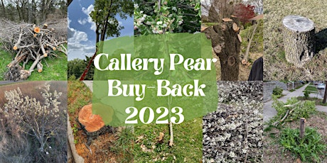 Callery Pear Buy-Back in Columbia