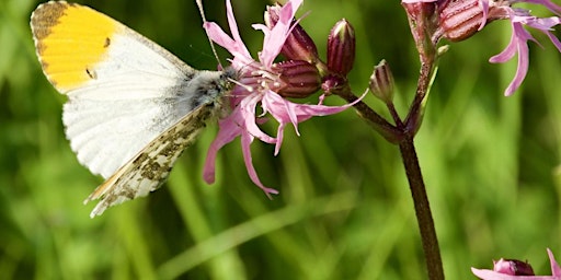 Imagem principal do evento Guided Walk: Birds, Butterflies and Blooms