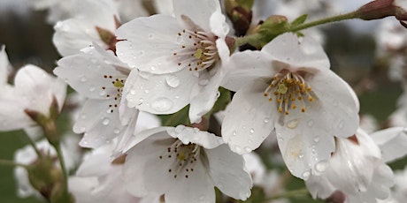 Sakura Cherry Blossom & Pollinators of Springfield Park