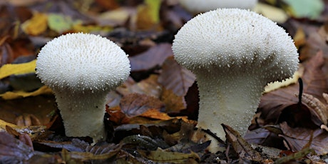 Introduction to Mushroom Foraging primary image