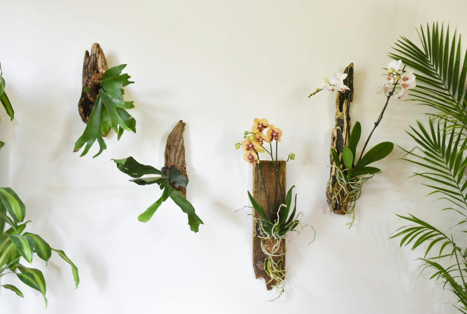 Living Art Summer Series Mounted Orchids 14 Jun 2018