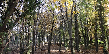 Guided Nature Trail with Tree Identification  primärbild