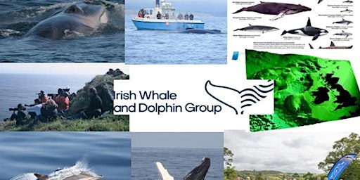 IWDG Residential Whale Watching Weekend Course September 2023 primary image