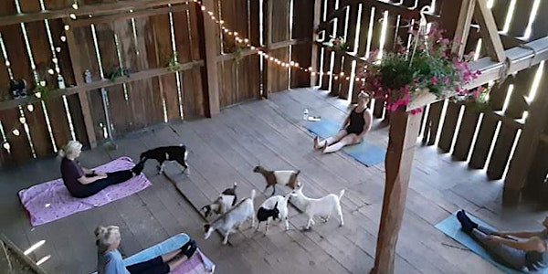 Goat Yoga in the Barn