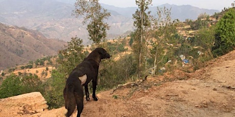 誰家的毛孩 :: 尼泊爾社區流浪狗「捕捉、絕育、放回」計劃義工分享會 primary image