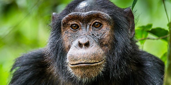Les médecines des animaux sont-elles bonnes pour les hommes?