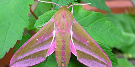 Amazing moths: RSPB Bowling Green Marsh nature reserve  primary image