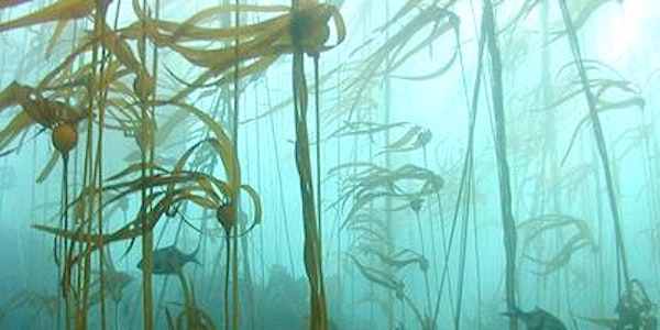 Diving into Oregon's Kelp Forests