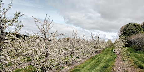 Self-Guided Spring Orchard Walk