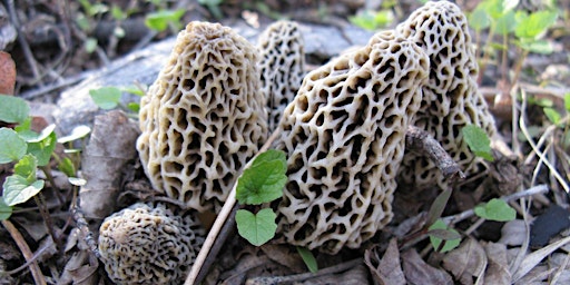 Hauptbild für Boyne City National Competitive Morel Mushroom Hunt