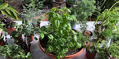 Make-n-Take: Tea Herb Container Garden