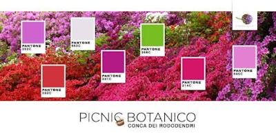 PicNic Nella Conca Arcobaleno dei Rododendri in fiore PicNic Nella Conca Arcobaleno dei Rododendri in fiore