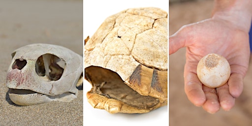 Turtle Bioartifacts and What They Can Teach Us