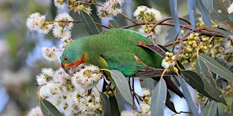Swift parrot ecology and habitat management (South - 22 March) primary image