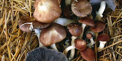 Growing mushrooms in woodchip gardens