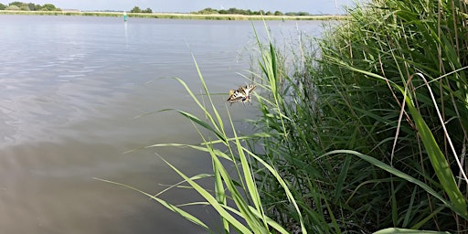 Hauptbild für World Swallowtail Day - NWT Hickling Broad boat trip (11am)