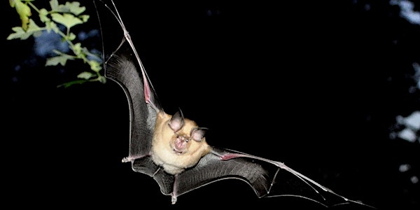 Batfastleigh! A Special Night Swim with Devon Wildlife Trust