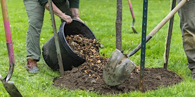 Imagem principal do evento Arbor Day Tree Planting