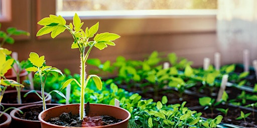 How To Start Seeds Indoors & Simple Soil Care