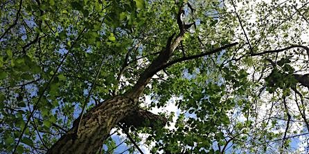 Image principale de Summer Tree ID (EOC2806)