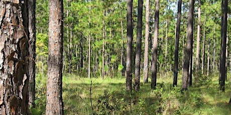 Hauptbild für Forest Resiliency Field Day