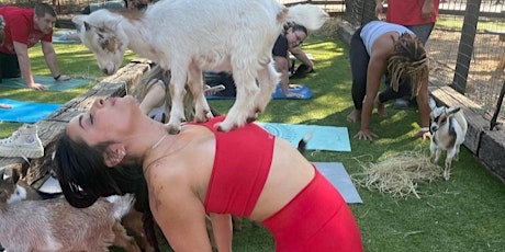 Goat Yoga Houston At Center Court Pizza&Brew Friendswood Saturday March 25