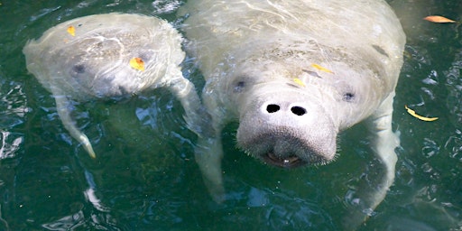 Paddle with the Manatees  and Monkeys March 26th to April 1st