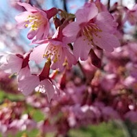 Primaire afbeelding van The Floral Art of Tea Ceremony: Celebration of Forbidden flower, Kinka