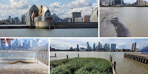 A Short Introduction to the Thames Estuary - Guided Walk #TotallyThamesFest primary image