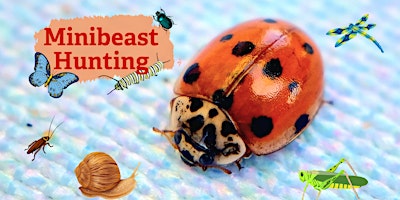 Imagem principal de Marvellous Minibeasts & Incredible Insects (on the coast)