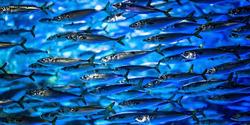 Food Business Briefing: Get hooked on sustainable fish