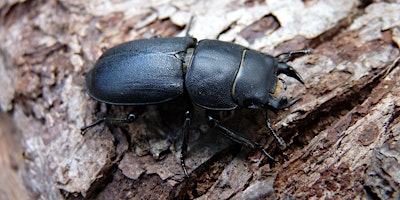 Imagem principal do evento Children's Activity: Pond Dipping and Minibeast Hunting