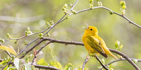 Circle Forest Programs: Intro to Birding by Ear