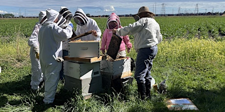 Beginner Beekeeping Comprehensive Course
